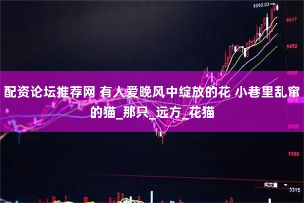 配资论坛推荐网 有人爱晚风中绽放的花 小巷里乱窜的猫_那只_远方_花猫